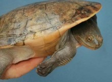 Long Neck turtle