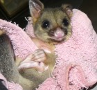 brushtail possum - orphaned baby