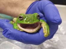 Frog surgery