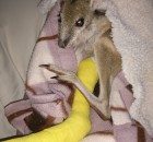 Wallaby with broken leg received surgery