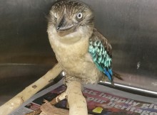 kookaburra