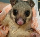 Possum Baby