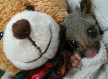 Orphaned Possum