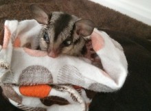 Suger Glider at ArkAid