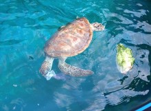 Sea Turtle