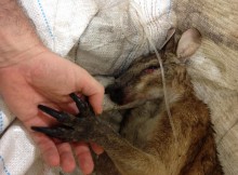 Wildlife Rescue DArwin Wallaby